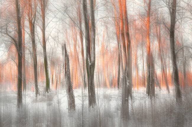 Evening Light Gustav Davidsson