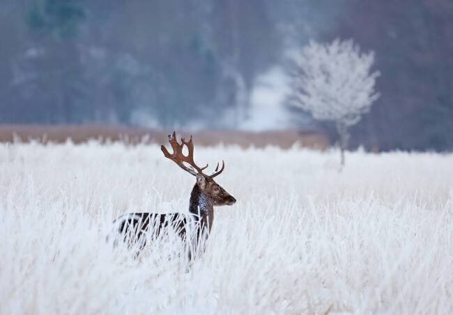 Fallow deer in the frozen winter landscape Allan Wallberg