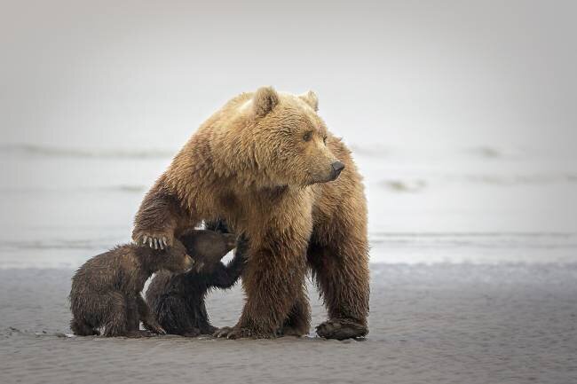 Family Time Renee Doyle
