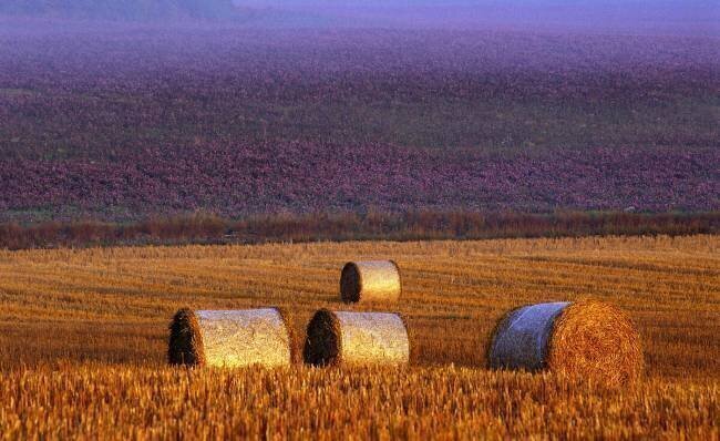Farmers field Allan Wallberg