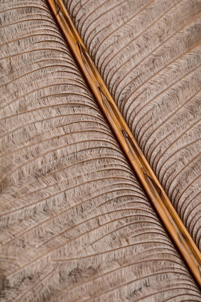 Feather 07 1x Studio III