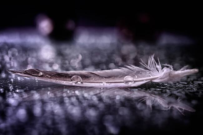 Feather and Drop II Alessandro Fabiano