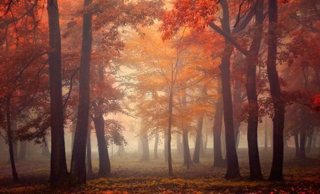 Feel Ildiko Neer