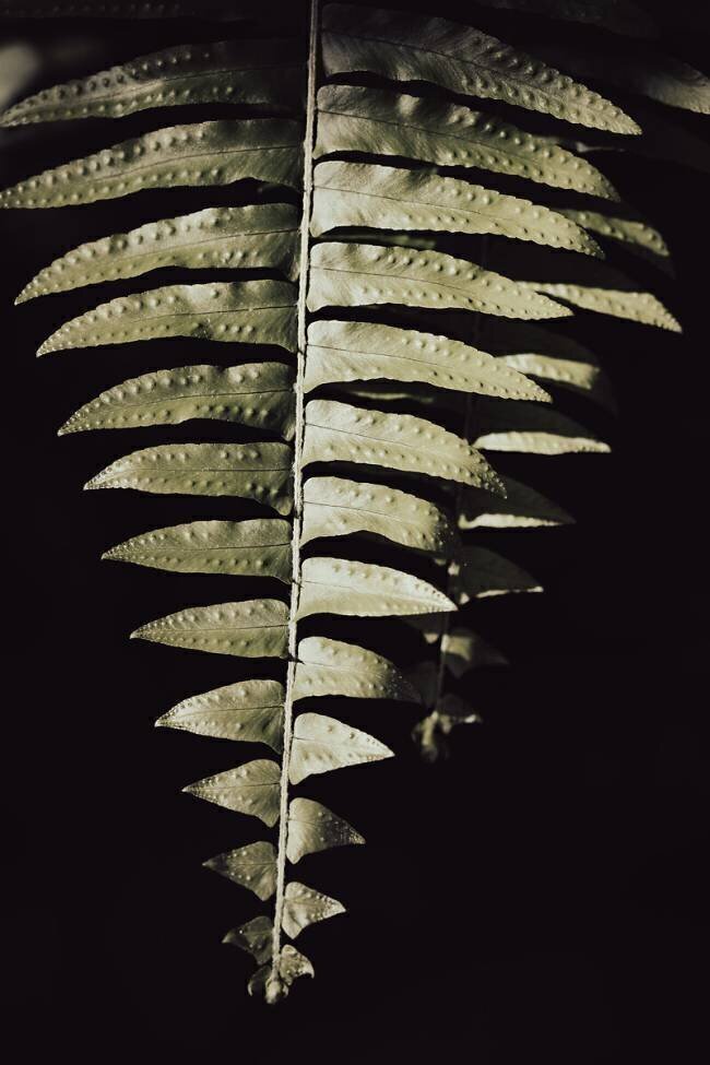 Fern Leaf 1x Studio III