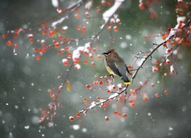 Première neige Hong Chen