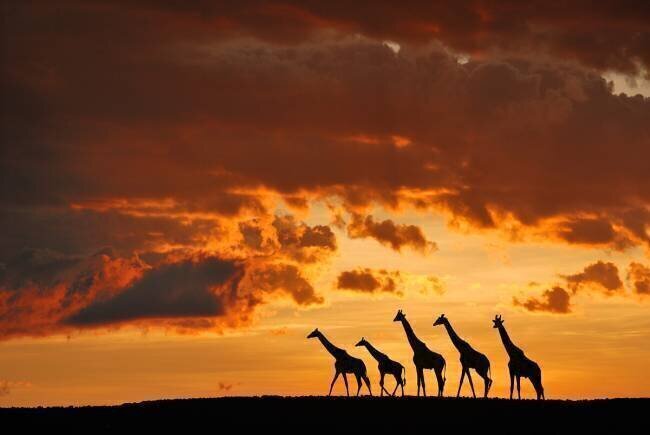 Five Giraffes Muriel Vekemans