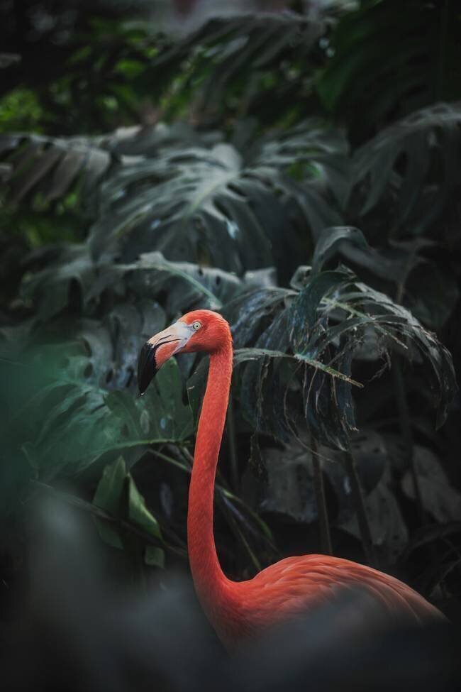 Flamant rose Dayvee