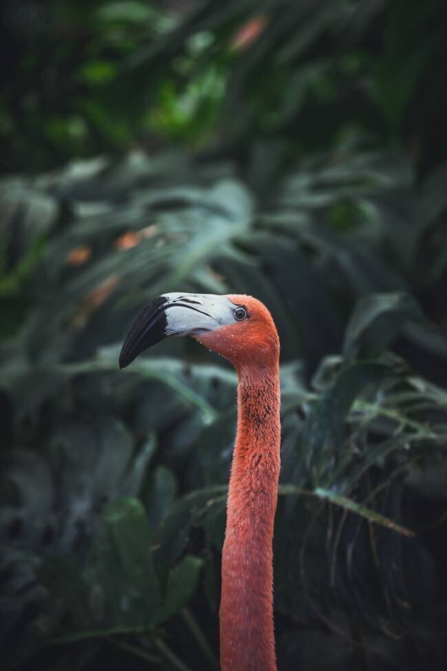 Flamant rose Dayvee