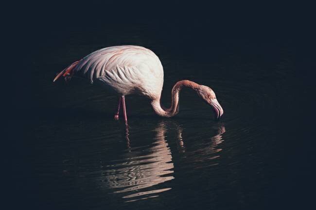 Flamant rose éclairé Marco Tagliarino