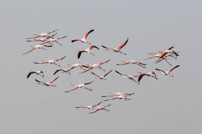 Flamants roses en vol Natalia Rublina