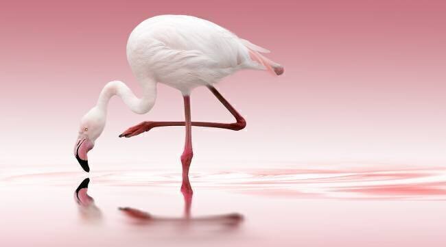 Flamingo Doris Reindl
