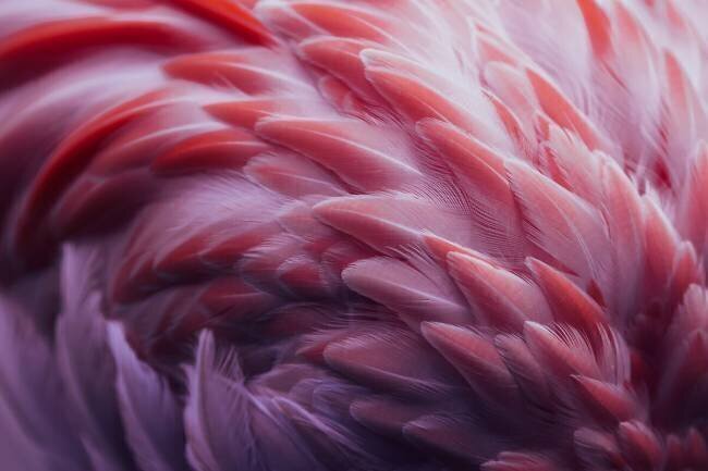 Flamingo Angyalosi Beata