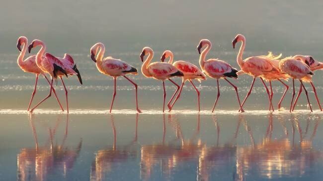 Flamingo Phillip Chang