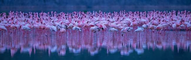 Flamingos David Hua