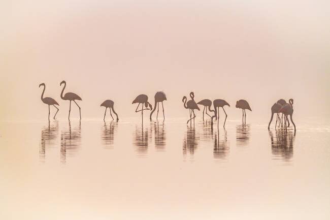 Flamingos in the mist Jeffrey C. Sink