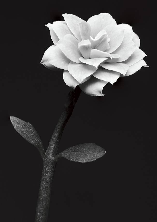 Fleur blanche Anders Kustas