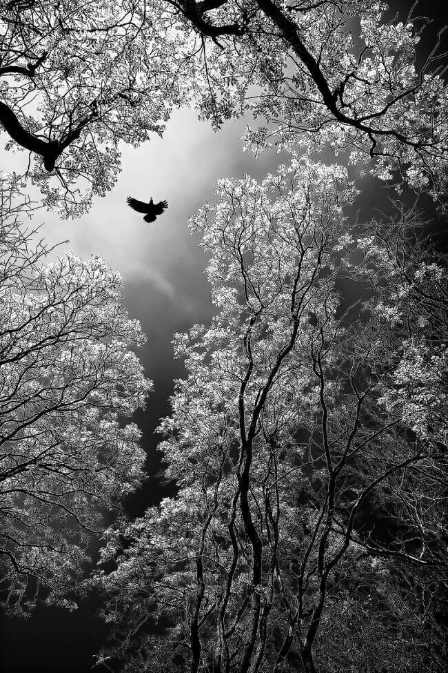 Flight Goran Stamenkovic