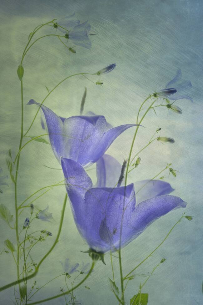 Floral Greetje van Son