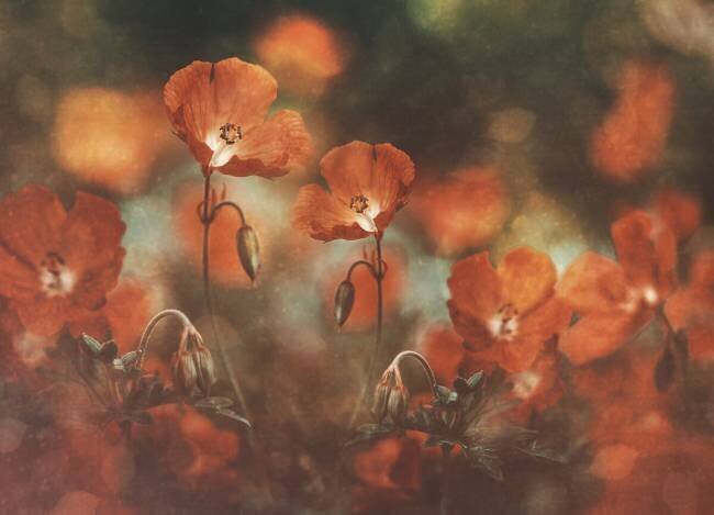 Floral art in red Nikki Georgieva V