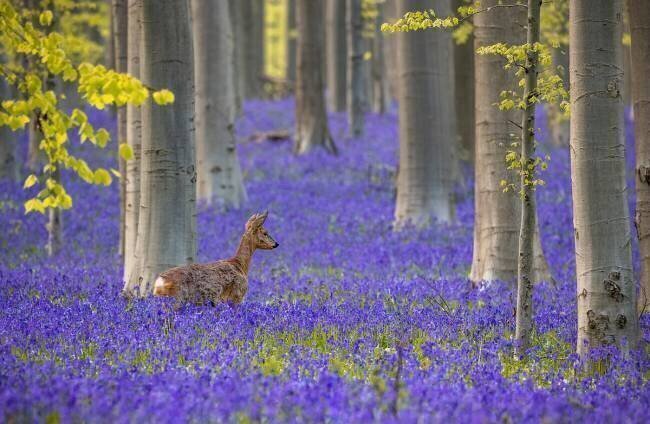 Flower bath Franky de Meyer
