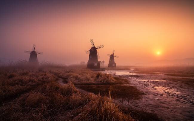 Foggy morning Tiger Seo