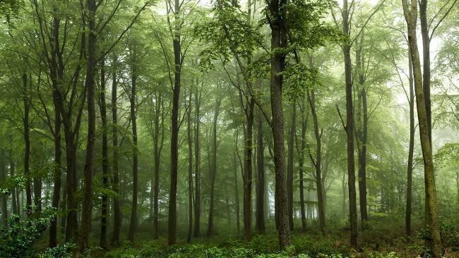 Forest... 