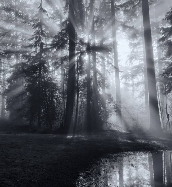 Forest Leon U