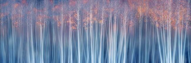 Forêt en rêve d'automne Mei Xu