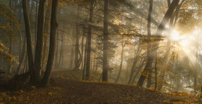 Forest Light Norbert Maier