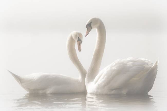 Forever Monika Schwager