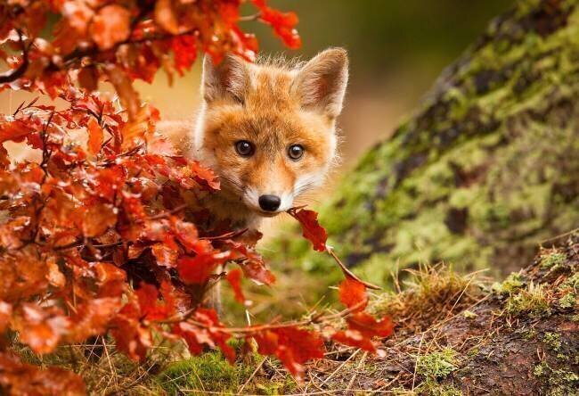Fox Robert Adamec 