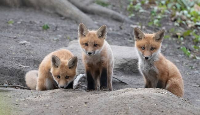 Fox Qing Li