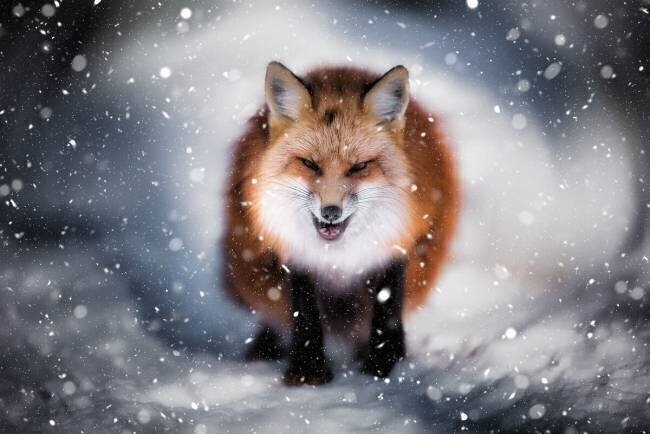 Fox Yuki Yatsushima