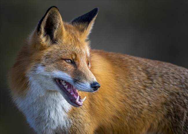 Fox Chris Coenders