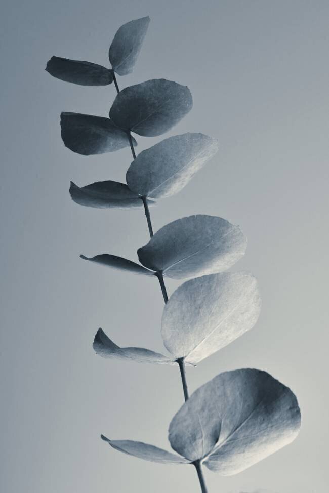 Fragrant leaves Heidi Westum