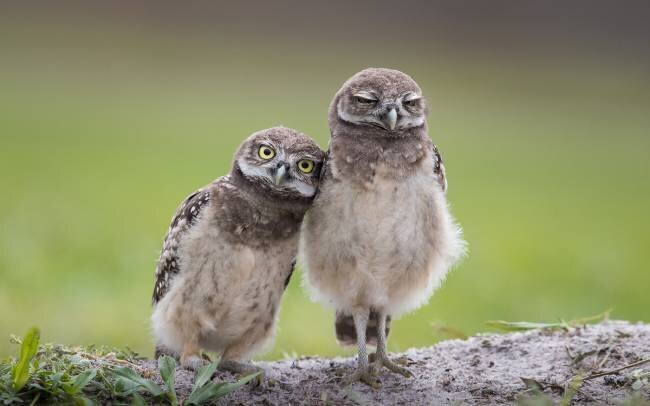 Friends Greg Barsh