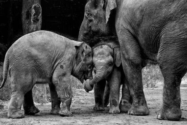 Friends Forever Ernest Rex