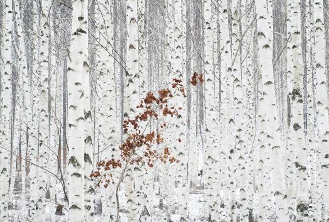 From White Dong Hee Han