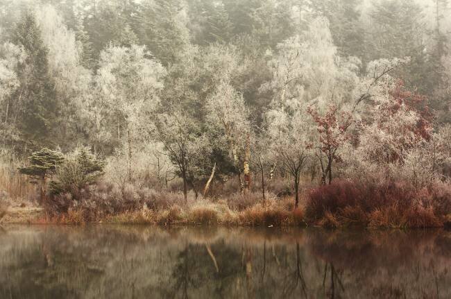 Frozen Anton van Dongen