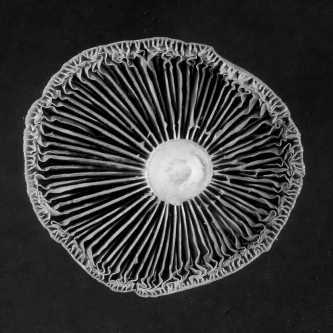 Fungi Jim Occi