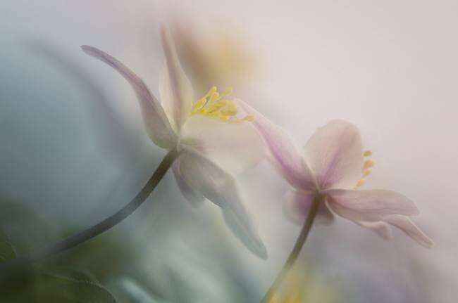 Gentle Anton van Dongen
