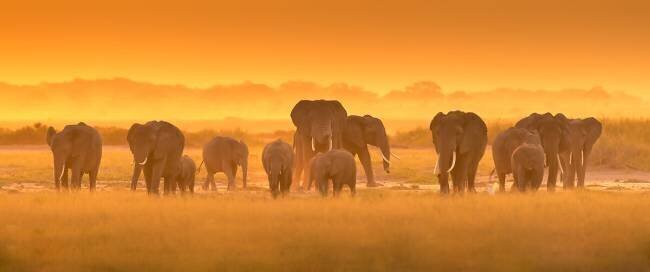 Golden Light David Hua