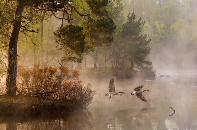 Goose fight Anton van Dongen