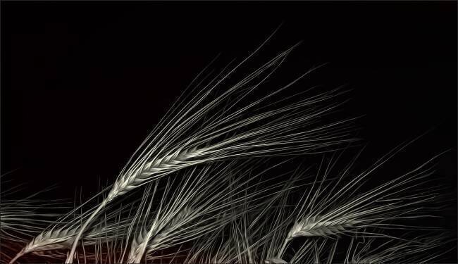 Grain of life Gilbert Claes 