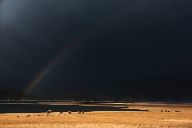 Grasslands Swapnil