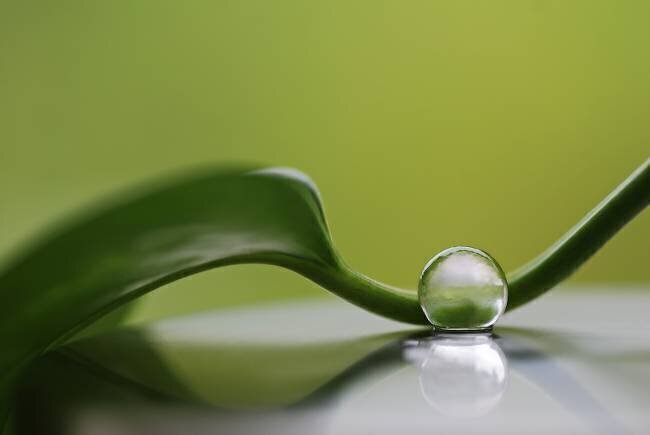 Green harmony Heidi Westum