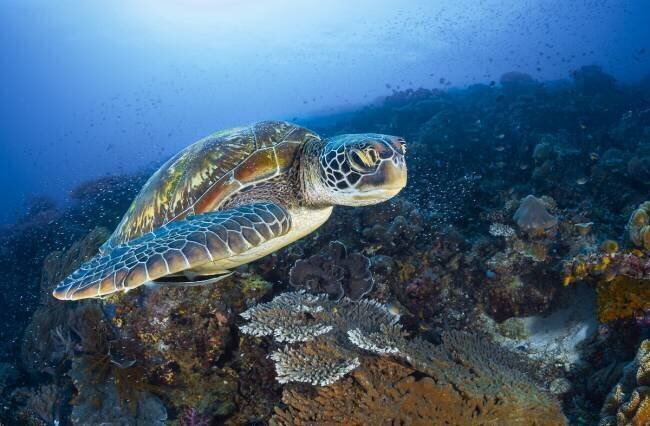 Tortue de mer verte de Raja Ampat Gabriel Barathieu