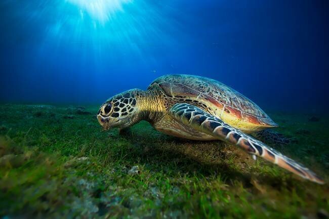Green turtle Gabriel Barathieu
