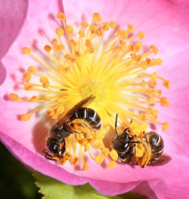 Halicte pattes-rouges sur une fleur d'églantier Michel Rauch