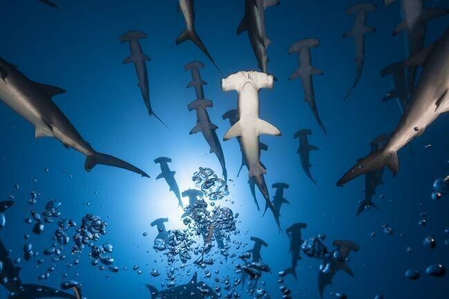 Hammerhead Shark Gabriel Barathieu